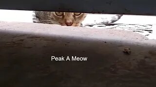 Peak a Meow What does kitty cat Want?