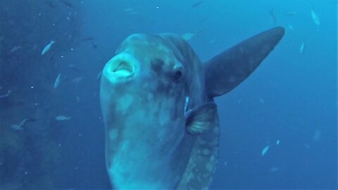 Mola mola are the gigantic fish that evolution forgot