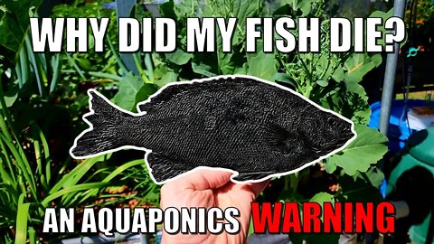 Why Did My Fish Die? An Aquaponics Warning