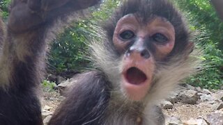 Monkey and her baby curiously investigate hidden camera