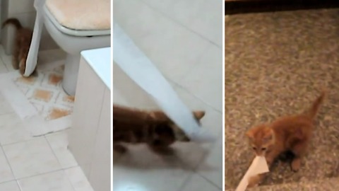 Adorable kitten tries to steal the toilet paper and take it all around in the house!