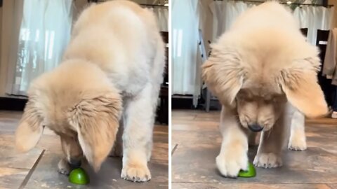Puppy adorably confused by slice of lime