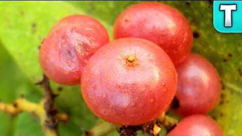 Gin Berry!?? Fruits You've Never Heard Of