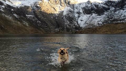 Delighted Labrador swims in breathtaking mountain lake