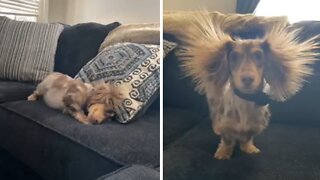 Static electricity makes dog's hair hilariously stand up