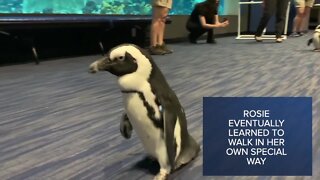 Check This Out: How a penguin at an Arizona aquarium is inspiring kids with disabilities
