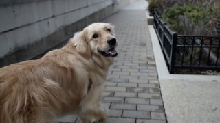 Should Congress force the USDA to do more to protect dogs?