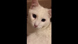 Angry cat knocks phone out of owner's hand