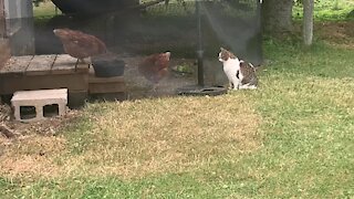 Cat stalks chicken coop, tries to make new friends