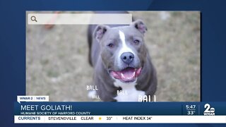 Goliath the dog is up for adoption at the Humane Society of Harford County