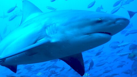 Scuba diver finds herself in a pack of intimidating bull sharks