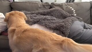 Jealous dog doesn't let owners cuddle without him