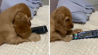 Puppy adorably plays with owner's cellphone