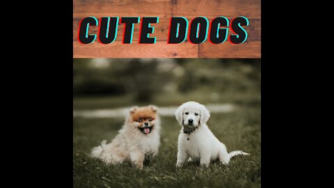 Most Beautiful and Adorable dogs of 2021