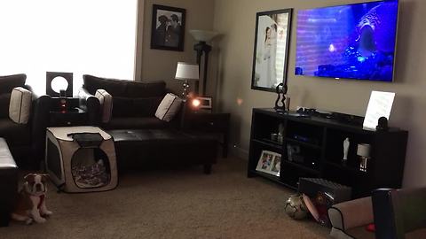 Bulldog puppy fascinated by animated movie