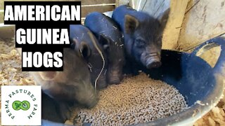Bringing Home American Guinea Hogs!