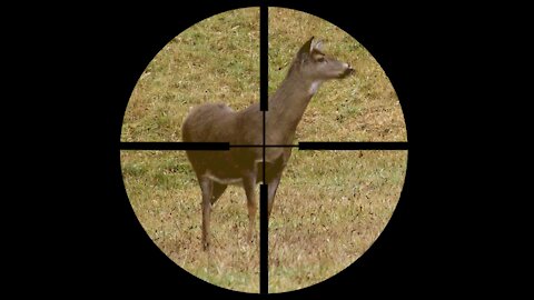Deer Takes Bullet like a CHAMP!