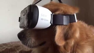 Hund experimenterar med virtual reality