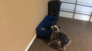 Conscientious Dog Learns How To Recycle