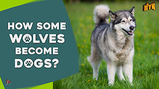 Why do some dogs look like wolves?
