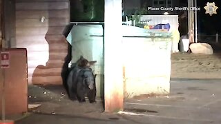 Bear Cub Rescued From Dumpster By Police