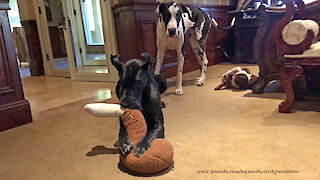 Cat Watches Great Danes Play With Jumbo Turkey Leg Toy
