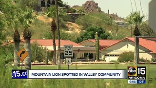 Mountain lion spotted by several in Queen Valley