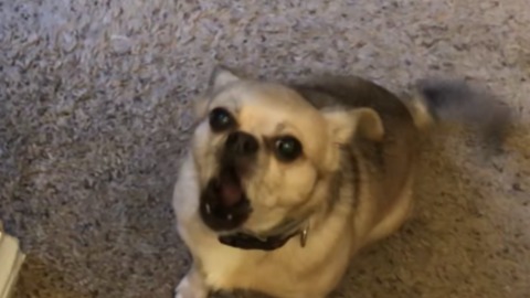 Cute tiny dog yells at owner for treat.