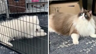 Puppy inside cage really wants to play with cat