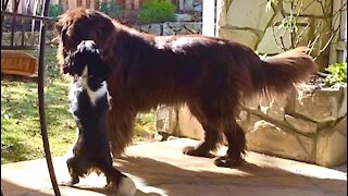 Cavalier pup uses size & speed to outwit Newfoundland