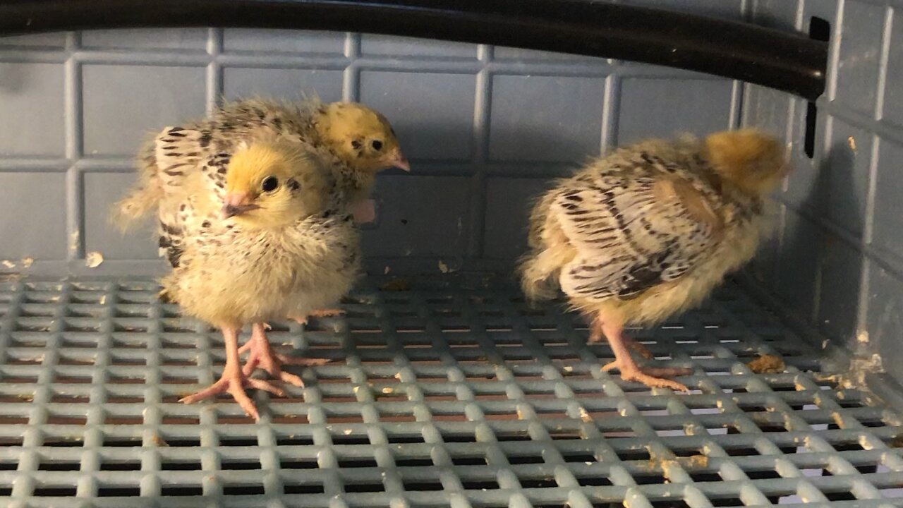 10 Day Old Pearl Coturnix Quail