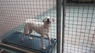 Excited white dog in animal shelter waiting for adoption