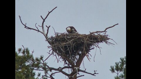 Baby Bald Eagle 4-8-22