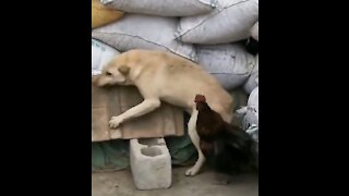 Never mess with me - dog vs chicken - funny fights