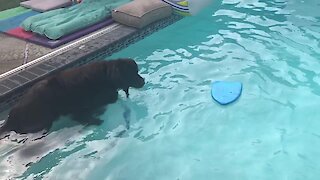 Newfoundland finally realizes his water instincts
