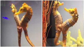 The unconditional love between seahorses