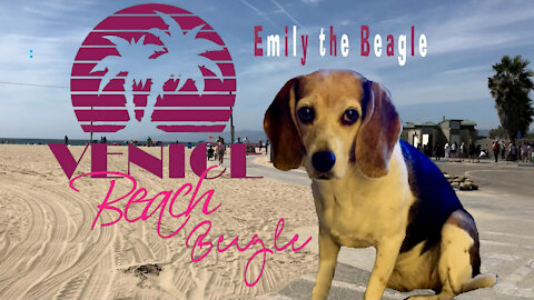 Venice Beach Beagle
