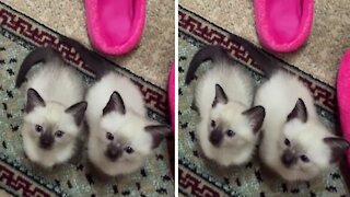 These Siamese kittens see their owner as a toy