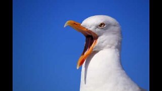 Outlaw seagull steals food