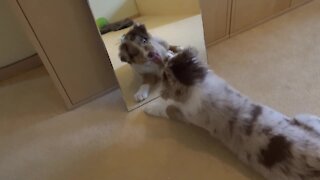 Cute puppy encouters a mirror for the very first time