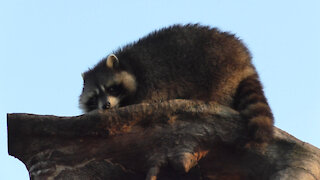 Raccoon loving height