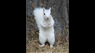 Relatively Rare and seldom seen white squirrel - Minnesota