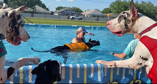 Great Danes Cheer On Funny Doggy Swimming Lesson