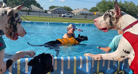 Great Danes Cheer On Funny Doggy Swimming Lesson