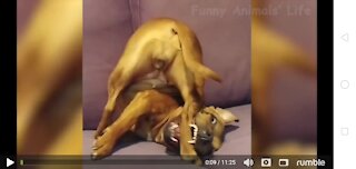 DOGS DOING FUNNY THINGS PART1