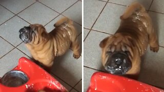 Hungry Shar Pei puppies enjoy their tasty food together