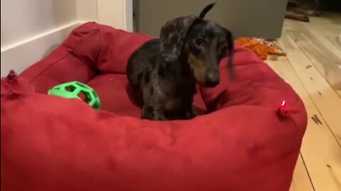 Dachshund puppy obsessed with chasing laser pointer dot