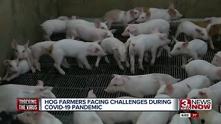 Hog Farmers Facing Challenges During Pandemic