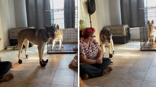 Big Dog Tries On New Booties For The First Time