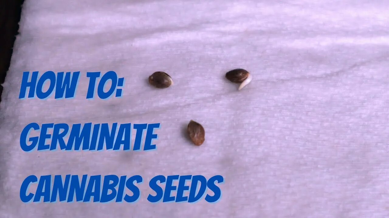 Homegrown Ep How To Germinate Cannabis Seeds